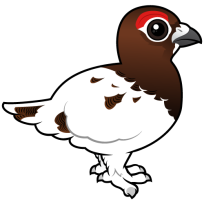 Willow Ptarmigan