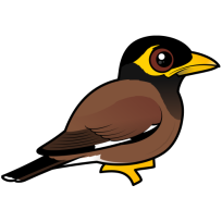 Common Myna