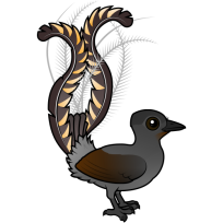 Superb Lyrebird