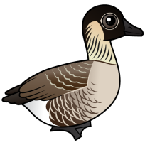 Hawaiian Goose