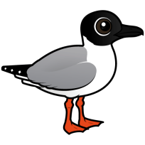 Bonaparte's Gull