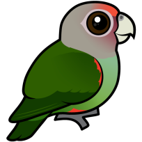 Uncape Parrot