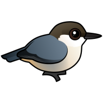 Pygmy Nuthatch