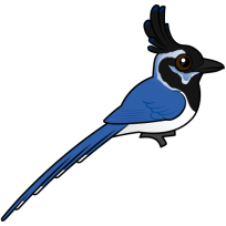 Black-throated Magpie-Jay