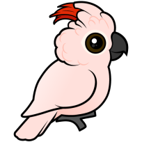 Salmon-crested Cockatoo