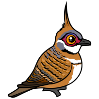 Spinifex Pigeon