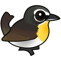 Yellow-breasted Chat