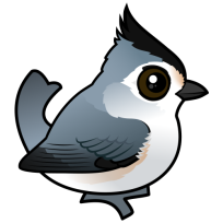 Black-crested Titmouse