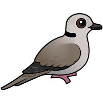 Eurasian Collared Dove