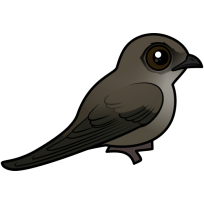 Chimney Swift