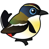 Many-colored Rush Tyrant