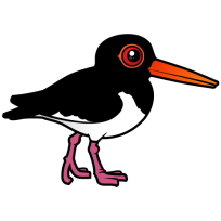 Pied Oystercatcher
