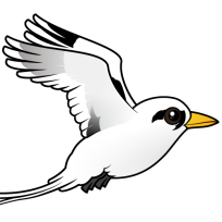 White-tailed Tropicbird