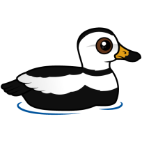 Labrador Duck