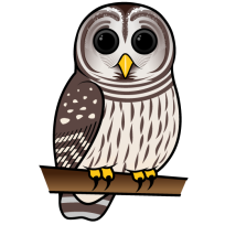 Barred Owl