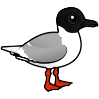 Little Gull