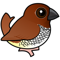 Scaly-breasted Munia