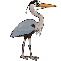 Great Blue Heron