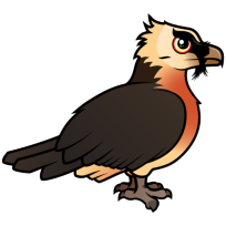 Lammergeier