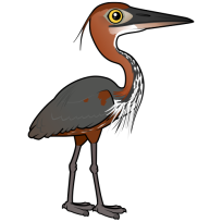 Goliath Heron
