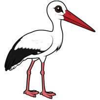 White Stork