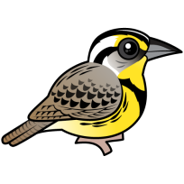 Western Meadowlark