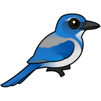 California Scrub-Jay