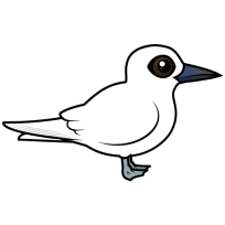 White Tern