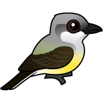 Western Kingbird