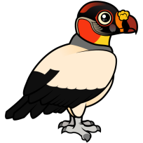 King Vulture