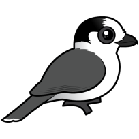 Canada Jay