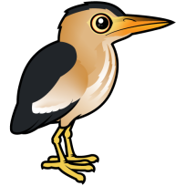 Little Bittern