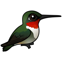 Ruby-throated Hummingbird