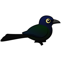 Boat-tailed Grackle