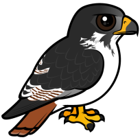Augur Buzzard