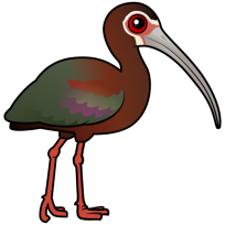 White-faced Ibis