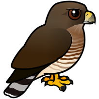 Broad-winged Hawk