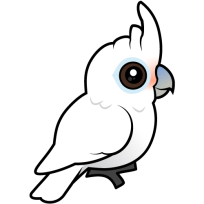 Tanimbar Corella