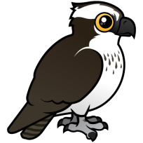 Osprey