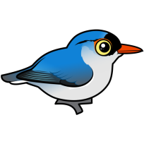 Velvet-fronted Nuthatch