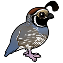 California Quail