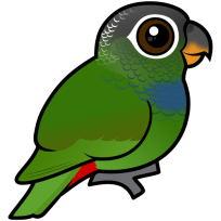 Scaly-headed Parrot