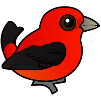 Scarlet Tanager