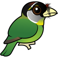 Fire-tufted Barbet