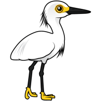 Snowy Egret