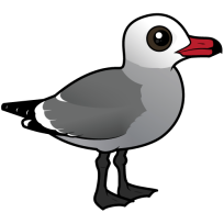Heermann's Gull