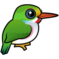 Cuban Tody
