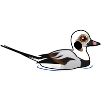 Long-tailed Duck