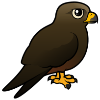 Black Kite