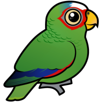 White-fronted Parrot